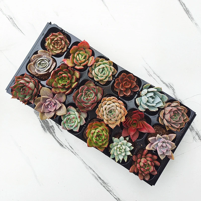18颗精品穴盘多肉植物随机品种不重复大棚直销组合盆栽花卉
