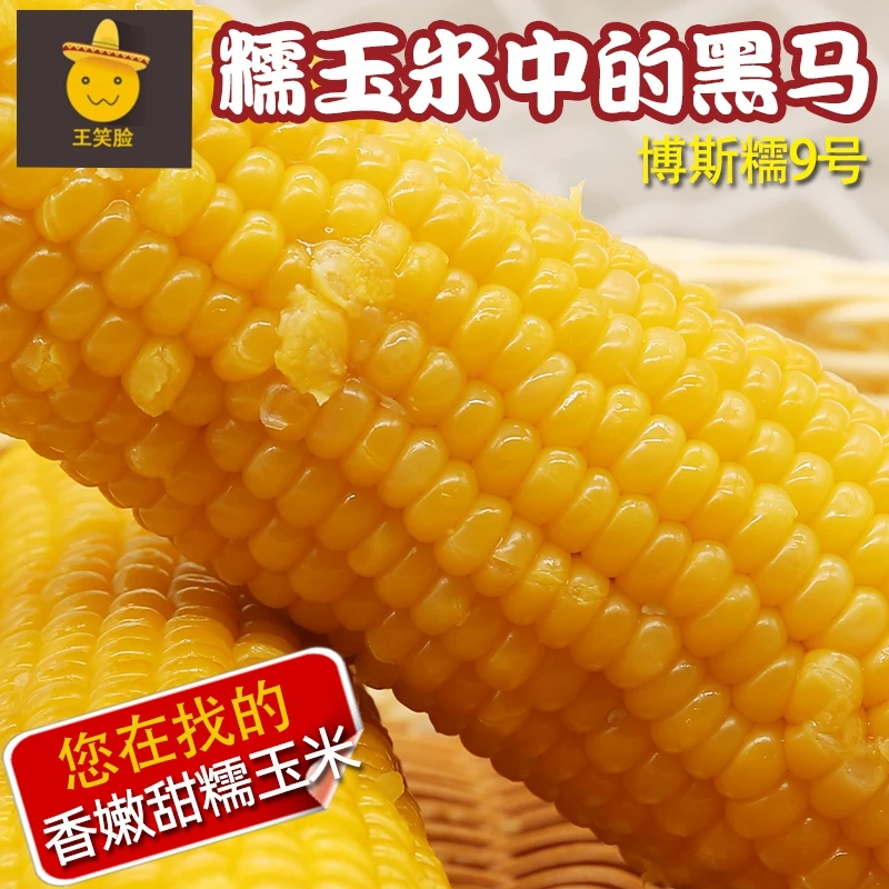 2025年新东北香糯粘黄玉米精品博斯糯9鲜嫩粘糯玉米8根鲜食玉米棒