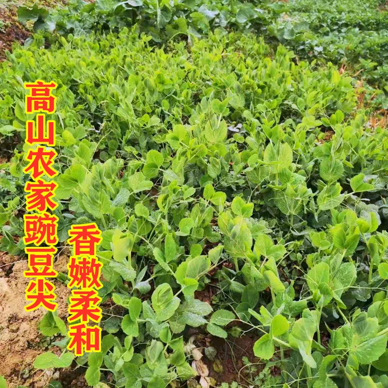 3斤新鲜豌豆尖重庆四川高山农家自种豌豆苗龙须菜时令蔬菜1斤包邮