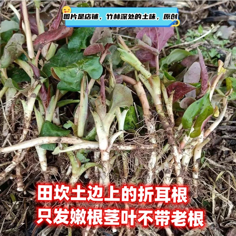 野生折耳根重庆四川贵州折耳根现挖节节根凉拌下饭菜3斤包邮
