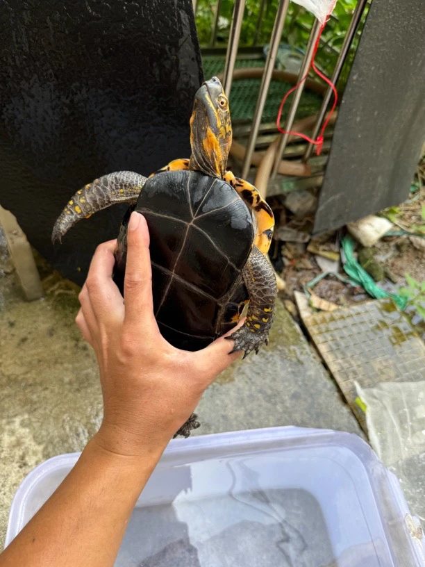 黄额闭壳龟种龟龟