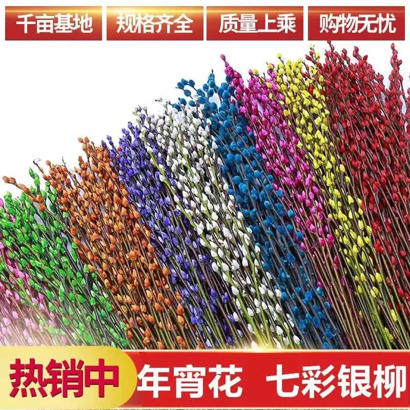 彩色银柳红色银柳真花鲜枝客厅干花摆件年宵花卉耐寒植物室内装饰