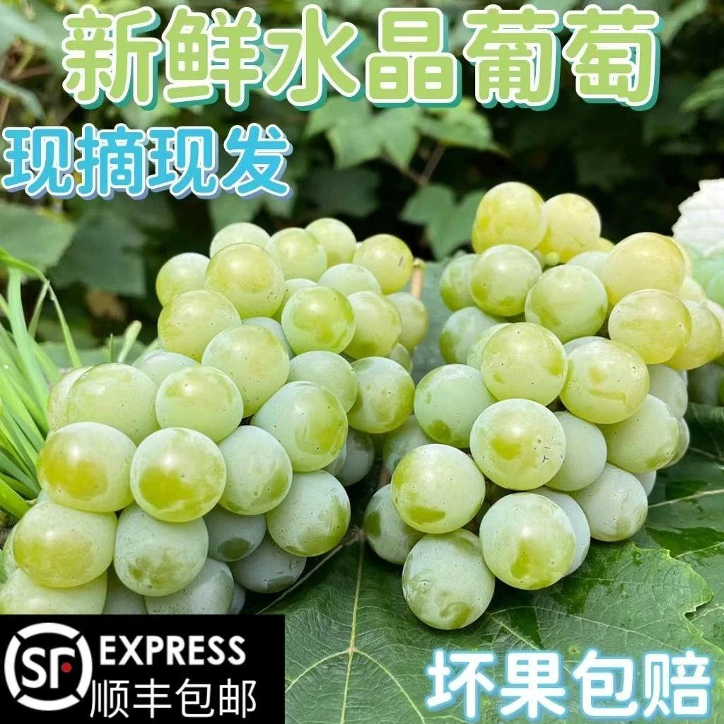 水晶葡萄新鲜绿葡萄青葡萄贵州当季葡萄水果现摘现发整箱顺丰包邮