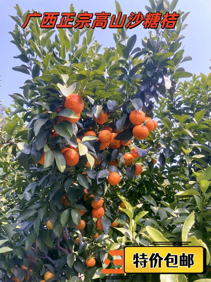 广西桂林高山砂糖橘皮薄多汁产品新鲜发货保鲜采摘现摘现发