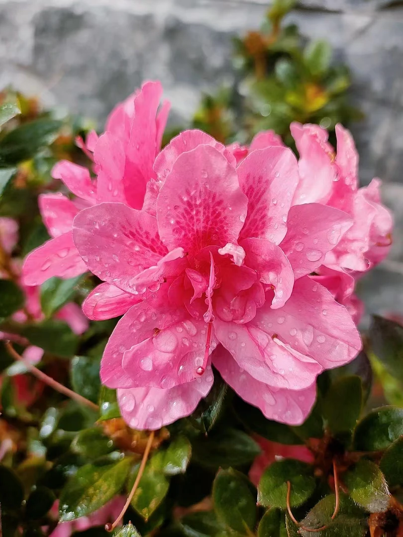 【安酷杜鹃】（4盆包邮）康乃馨盆栽庭院耐寒耐热花卉长花期造景