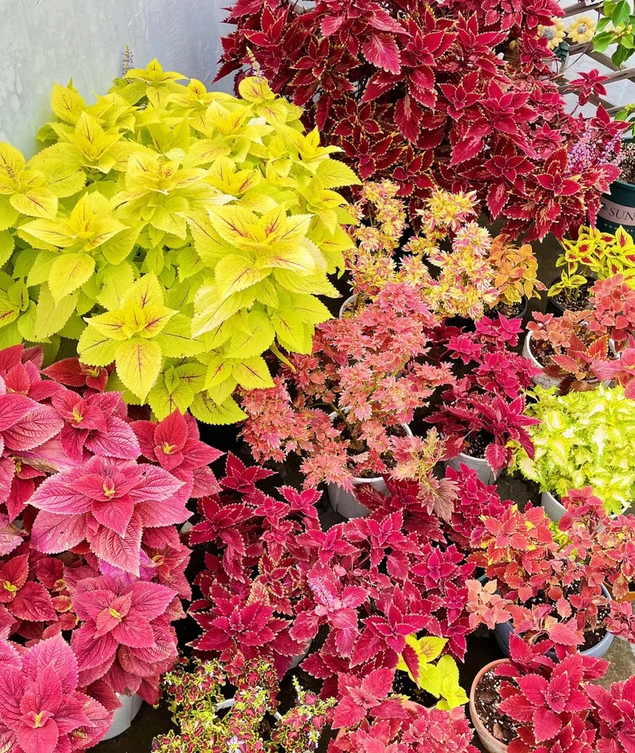 【彩叶草】1盆多年生花卉观叶植物室内阳台庭院五彩苏