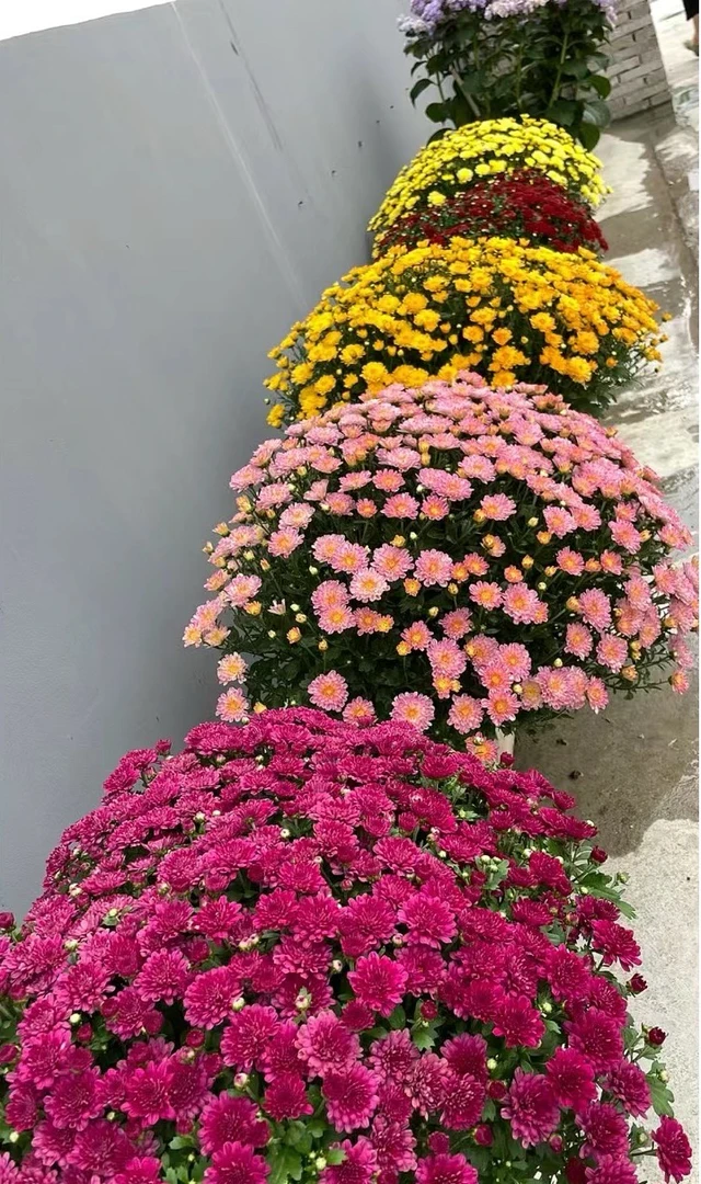 【千头菊】（全场满8盆包邮）多花苞150双色杯