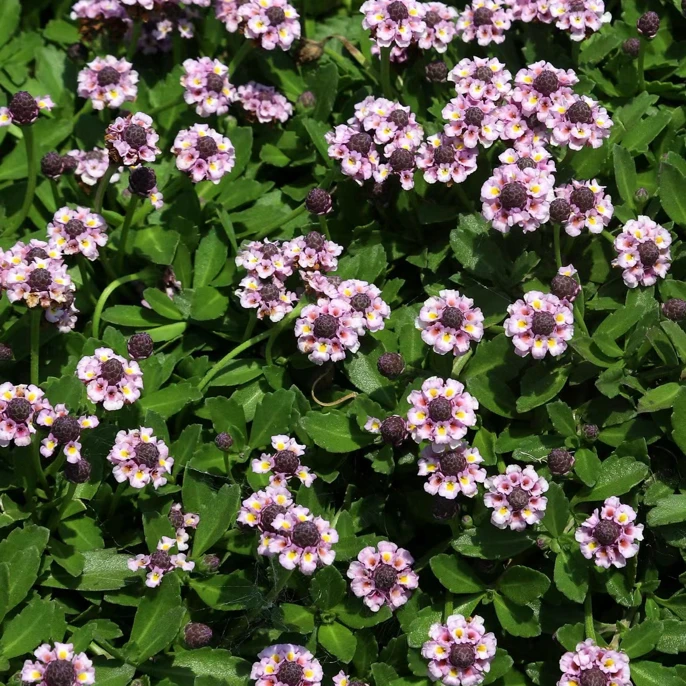 姬岩垂草淡紫色草坪耐干旱耐低温