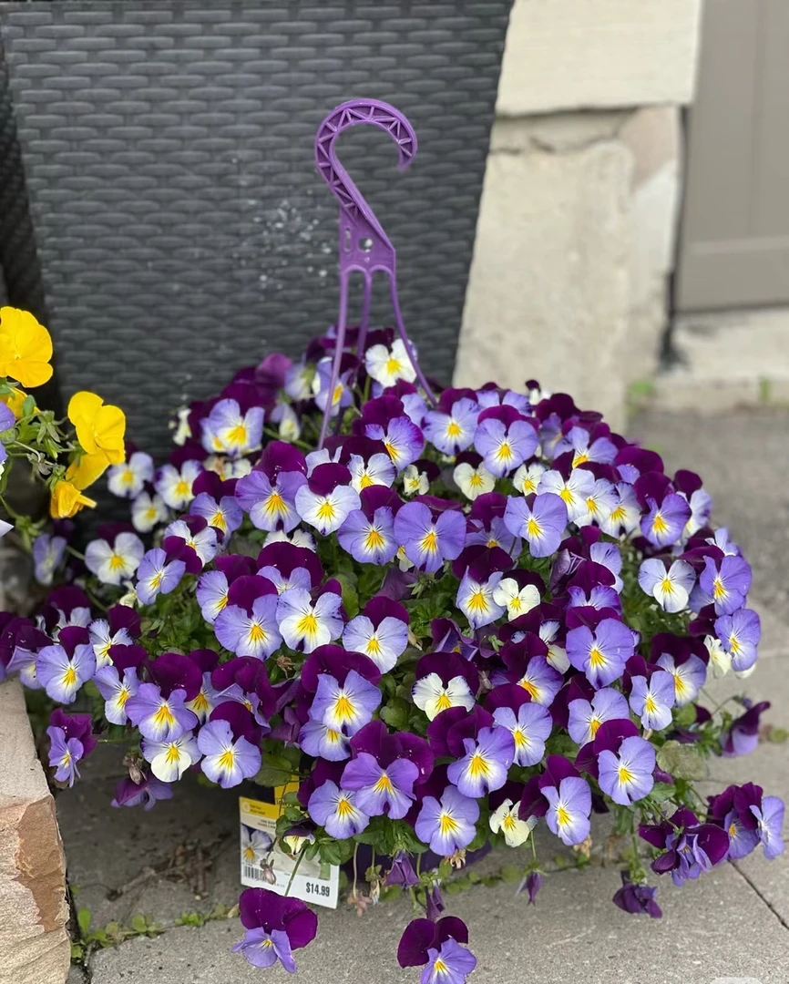 【角堇】（满5送1到手6盆）5盆包邮角堇盆栽苗花卉盆栽冬季开花