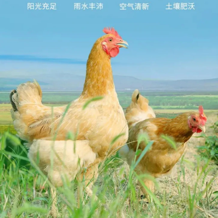 （2只）新鲜现宰老鸡肉 整只无内脏顺丰冷链真空包装新鲜发货