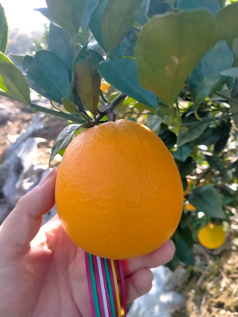 湖南永州杻荷尔脐橙新鲜水果果园直发道州脐橙现摘现发孕妇水果