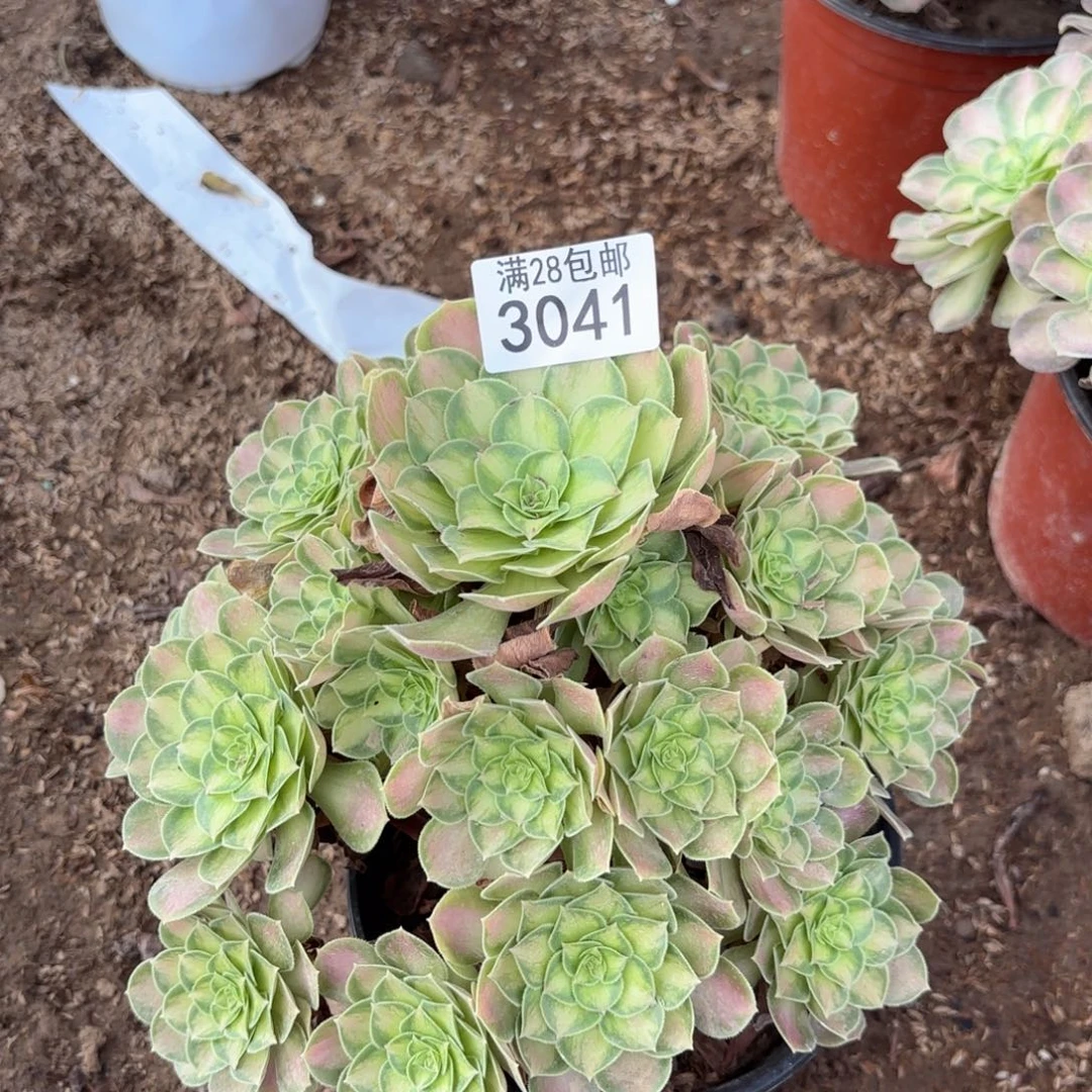 D.  3041少华弯干多肉