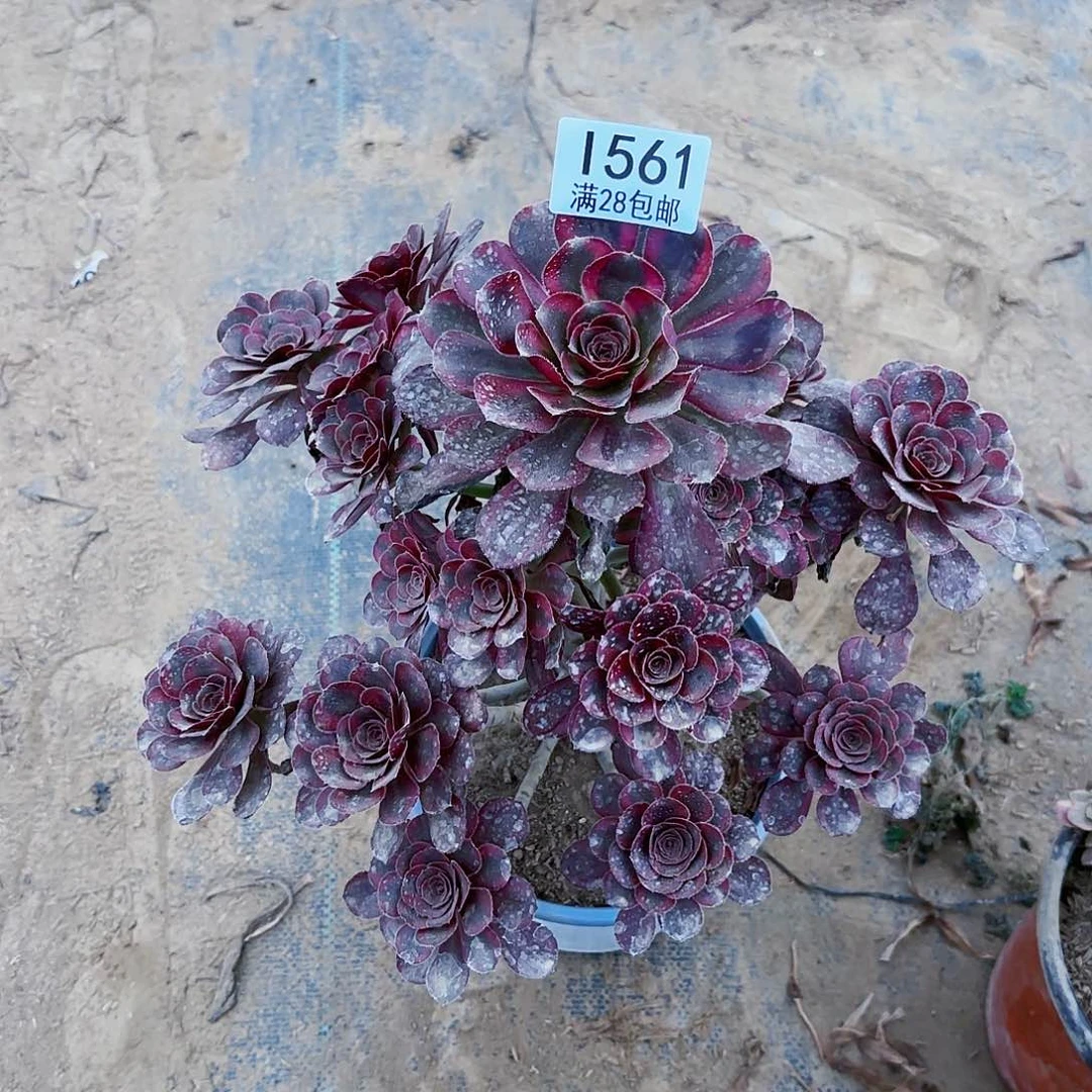 C.    561丽娜多肉