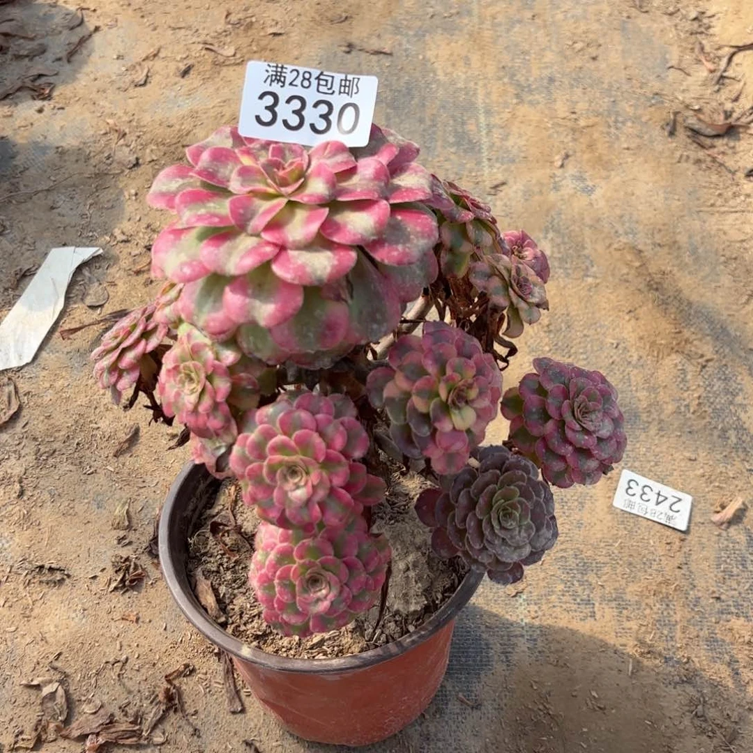 V. 3330月长多肉