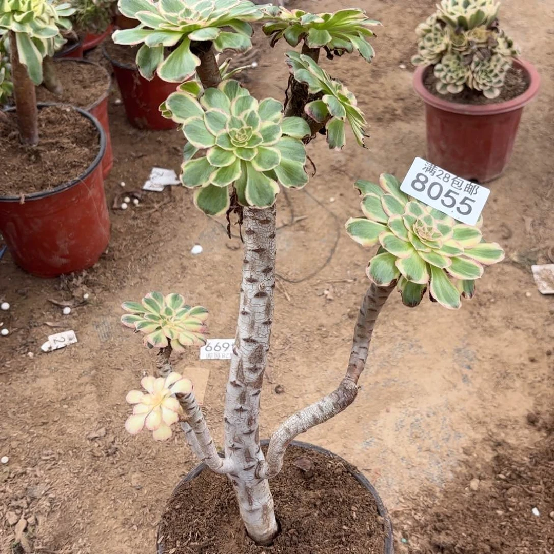 A. 8055v. 锦锦仅多肉