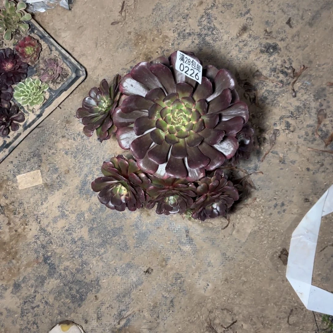 S. 0226黑金刚多肉