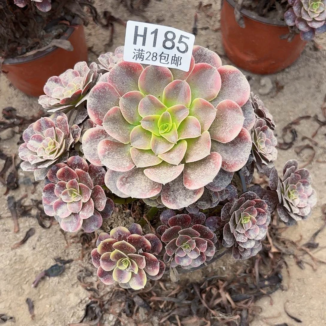 Q.  185欧加里多肉