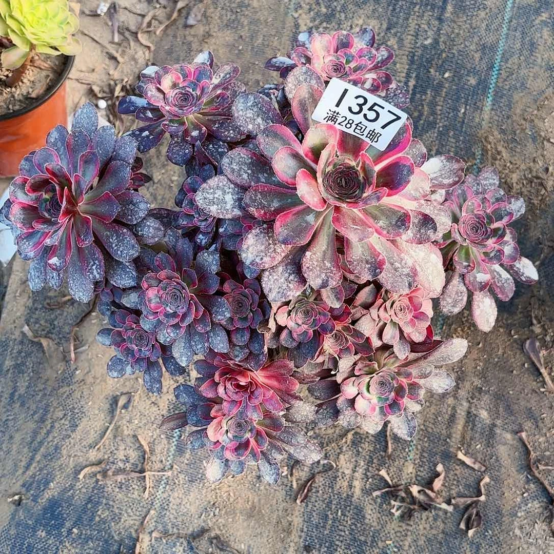 N.    357丽娜多肉