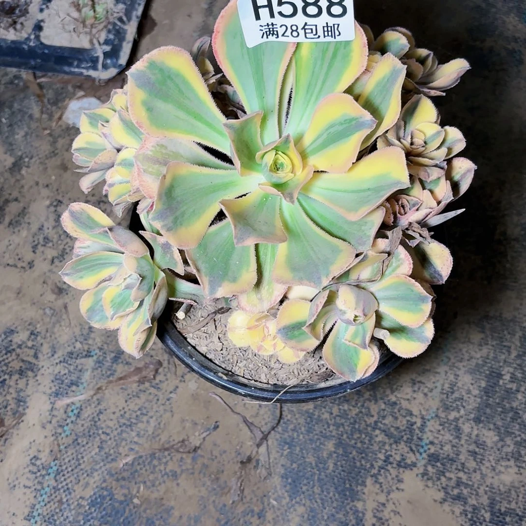 C. 588青花瓷多肉