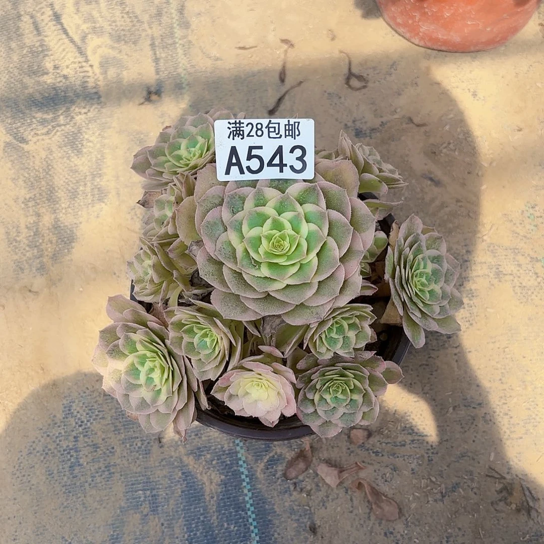 伊****山E.    543海王多肉