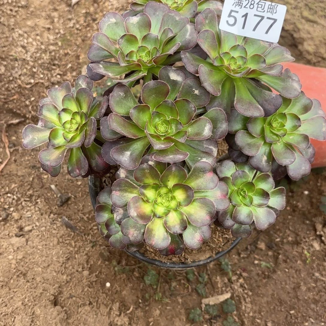 F.    5177晚霞多肉