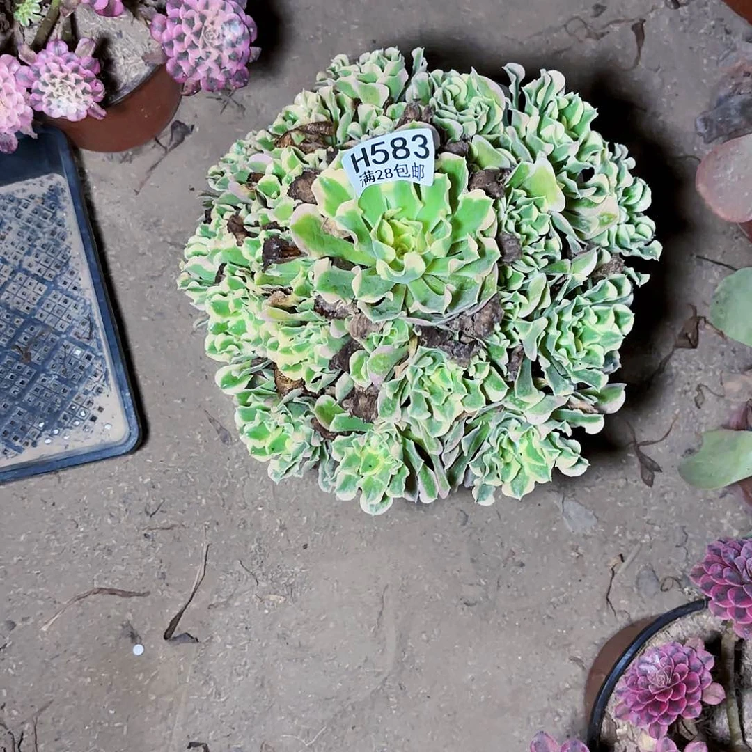 慧G.  583白凤多肉