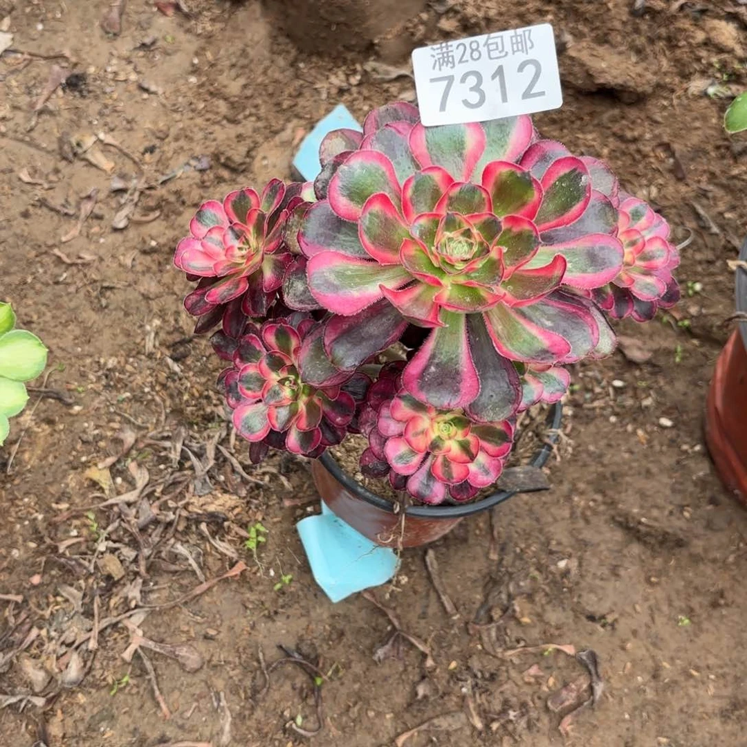 K.  7312丽娜多肉