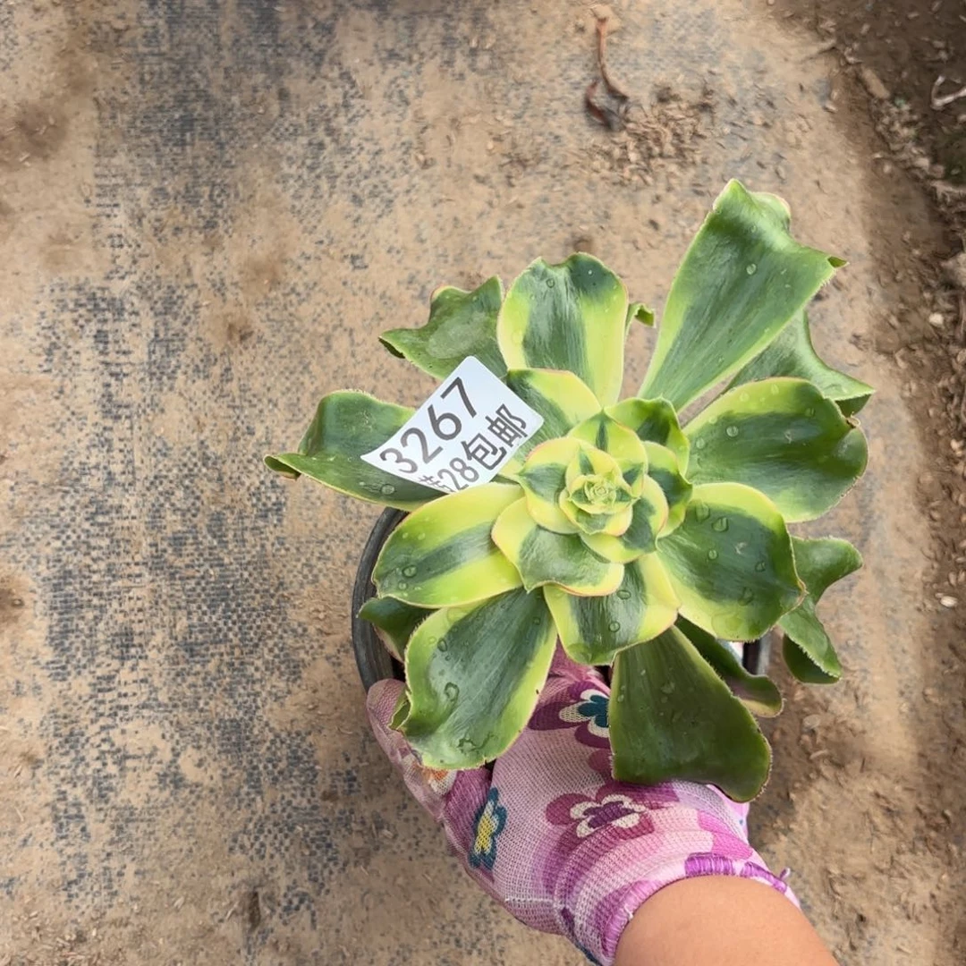 卓****》B. 3267贵妃多肉