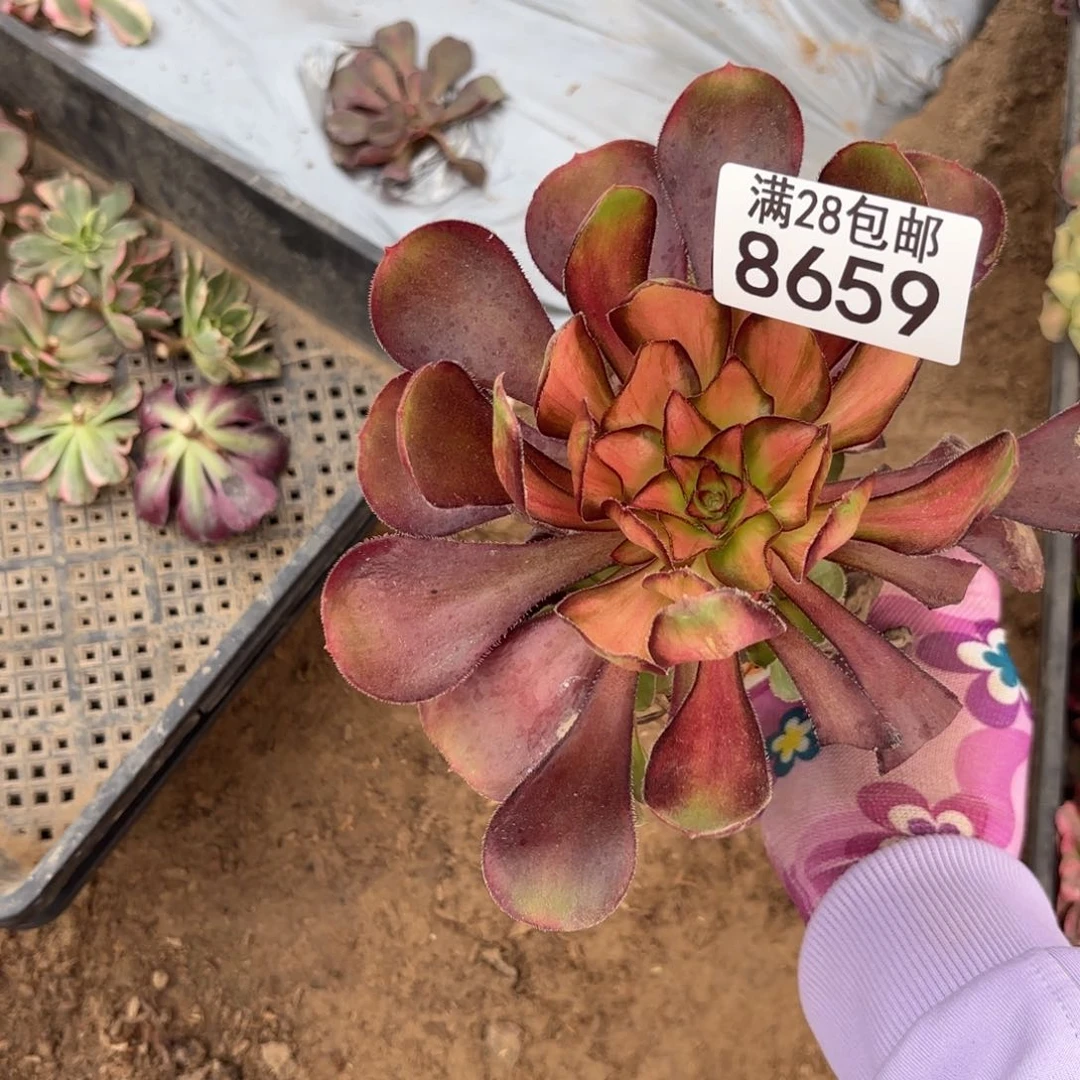 C.  8659无根魅力多肉