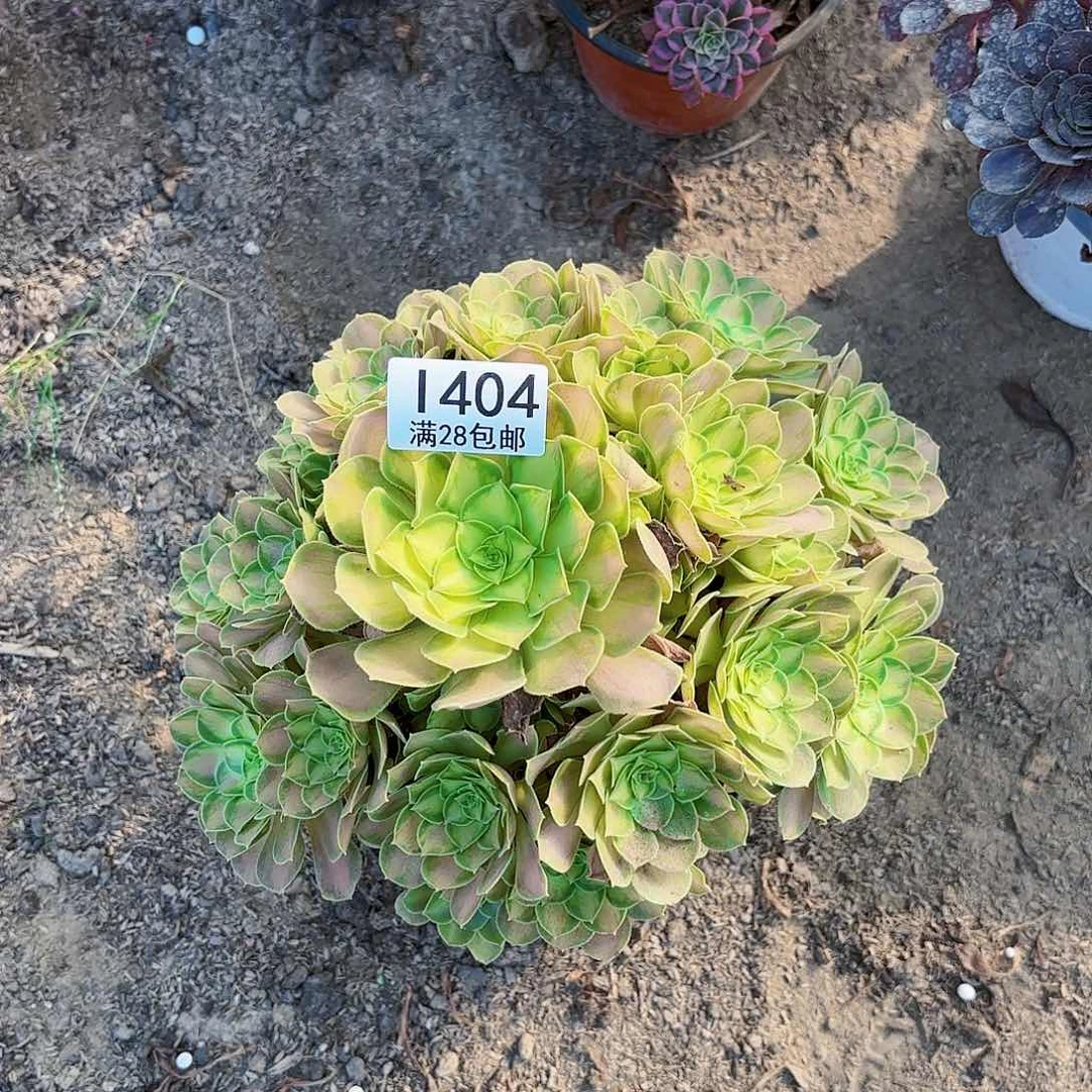 C. 404少华多肉