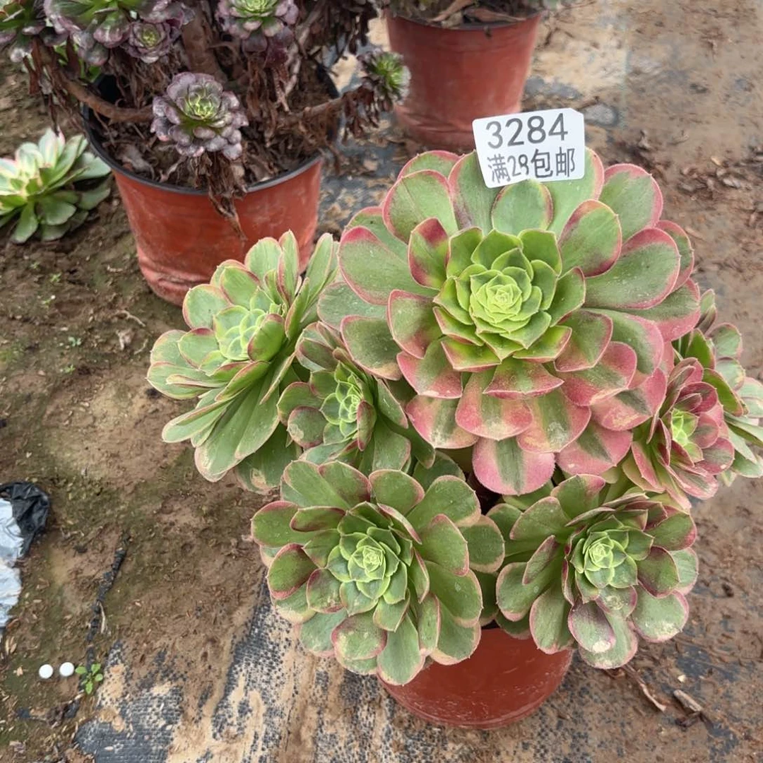 R.   3284奶白多肉