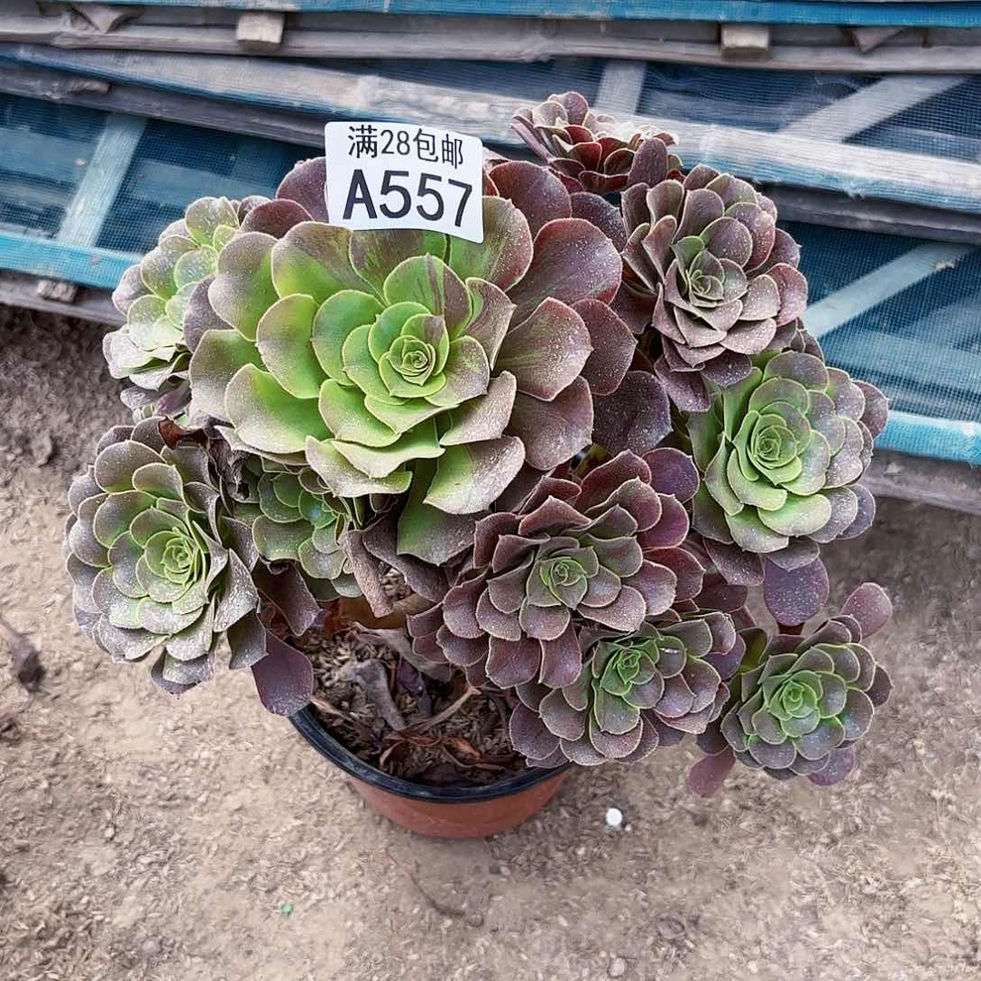 倾**光M.    557欧若拉多肉