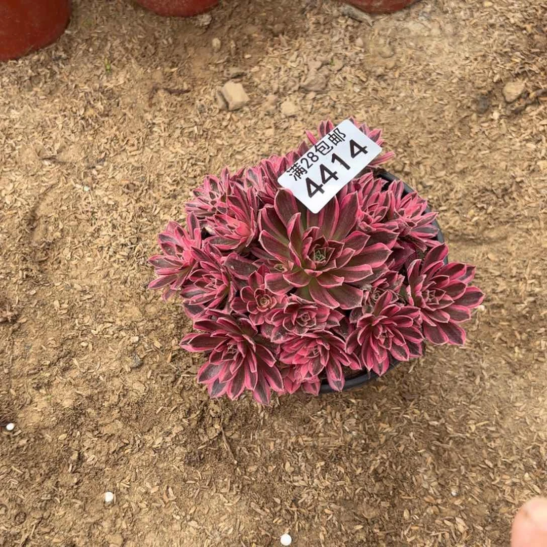 E. 4414凤凰超百多肉