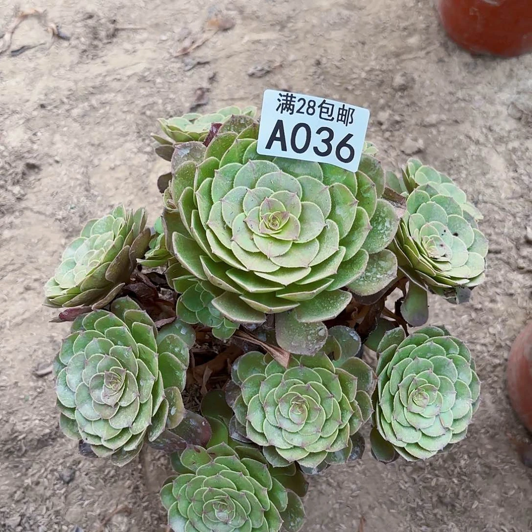 Q.    零三六抹茶多肉