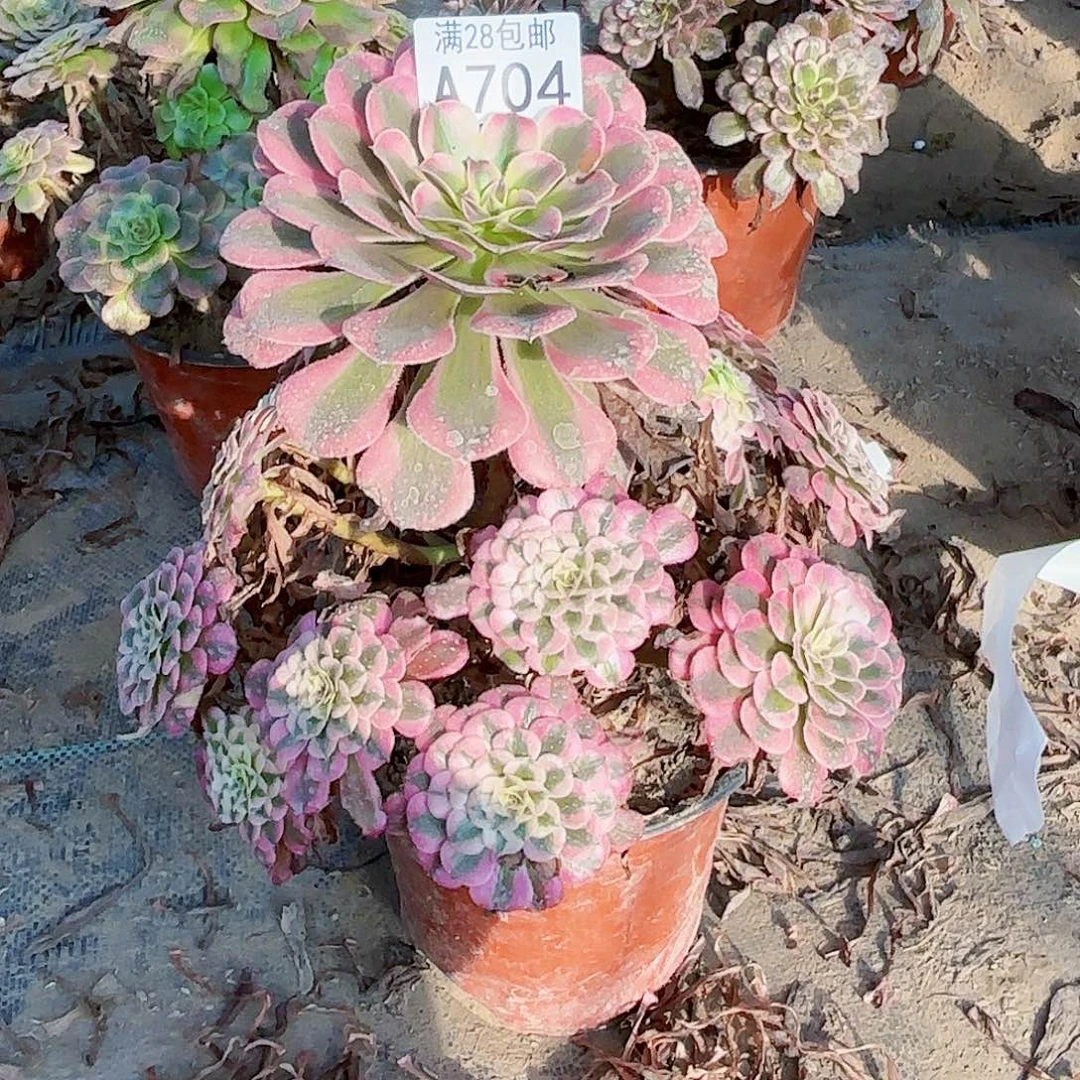Q.   704红铜白多肉