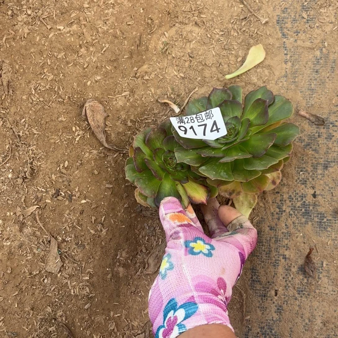 V. 9174两颗无根多肉