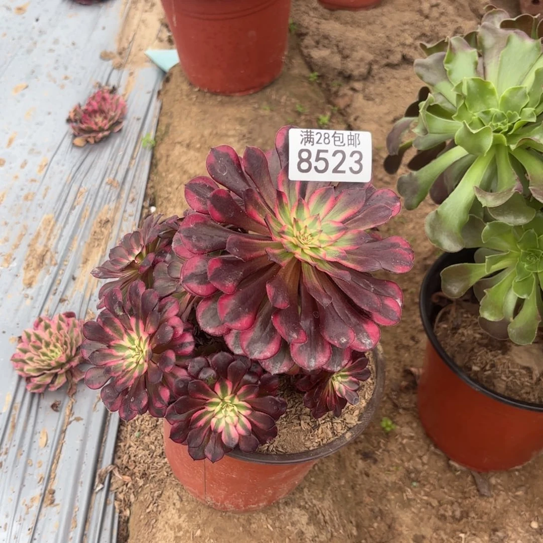 N. 8523黑铜处理多肉