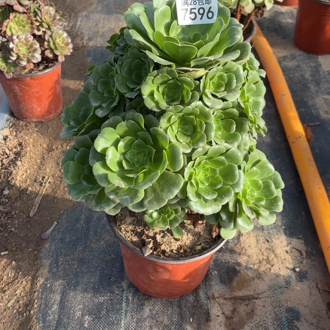 Q.  7596翡翠琉璃多肉