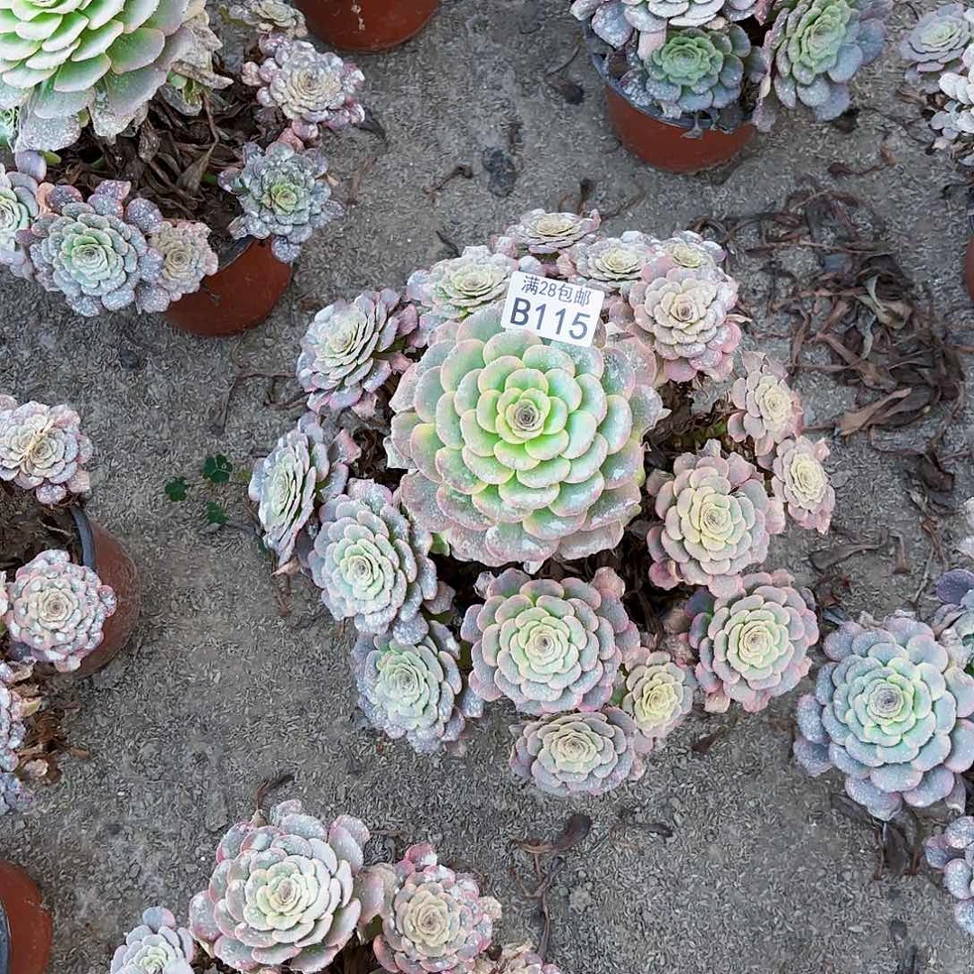 S.    115金刚多肉