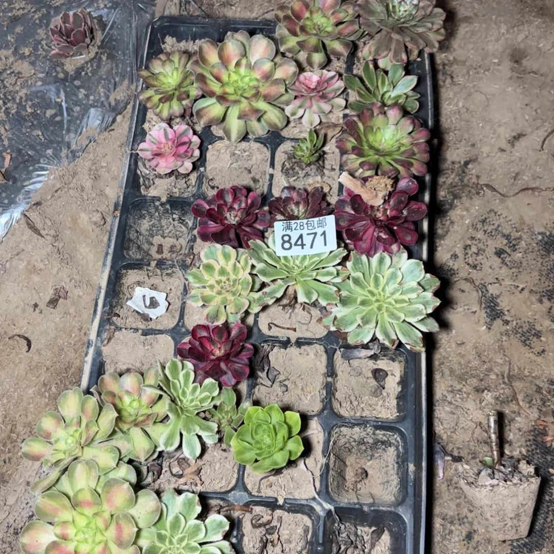 S.  8471小苗多肉