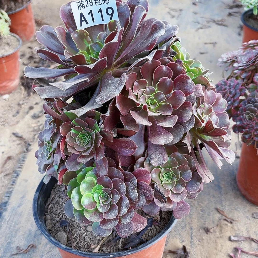 O. 119欧若拉多肉