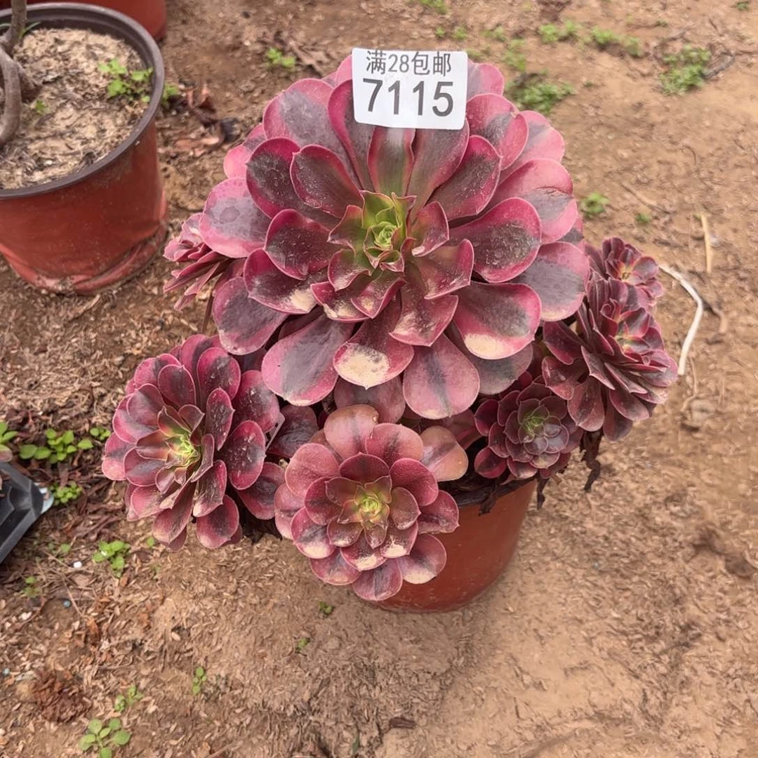 W. 7115美杜莎多肉