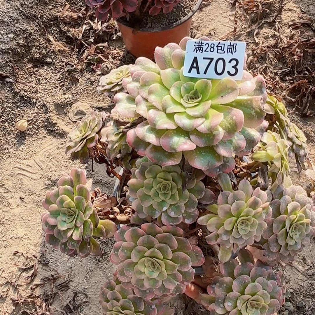 S.     703大波浪多肉