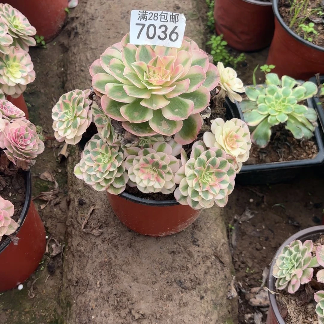 A.  7036倾城多肉