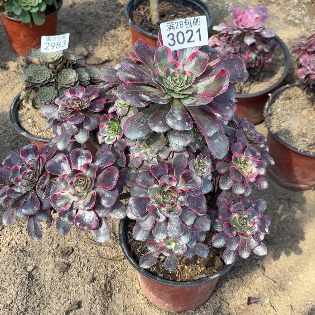 N.  3021丽娜弯干多肉