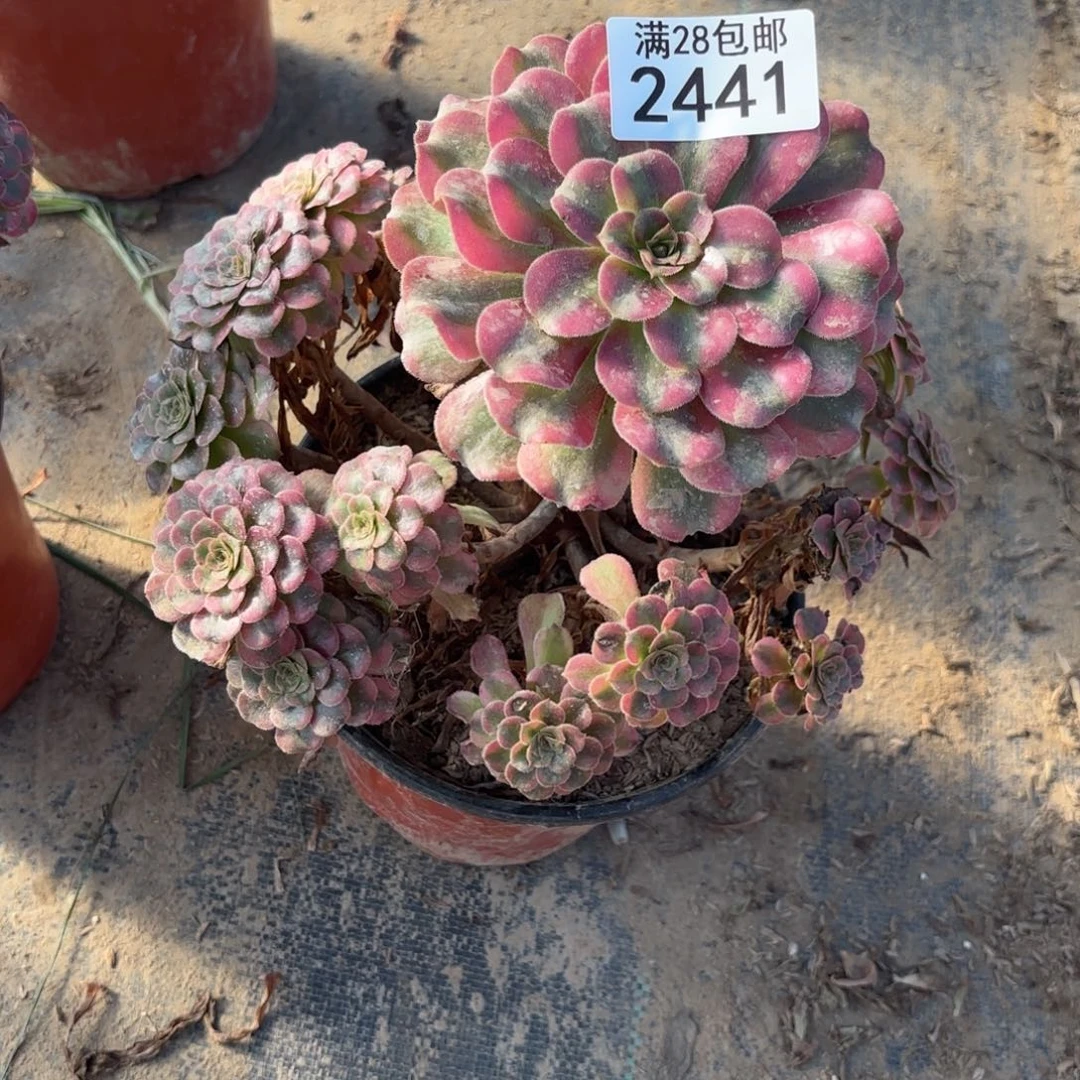 H.  2441大波浪多肉