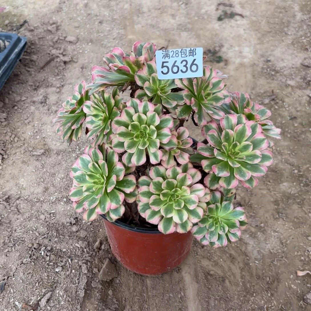 T. 5636粉黛多肉