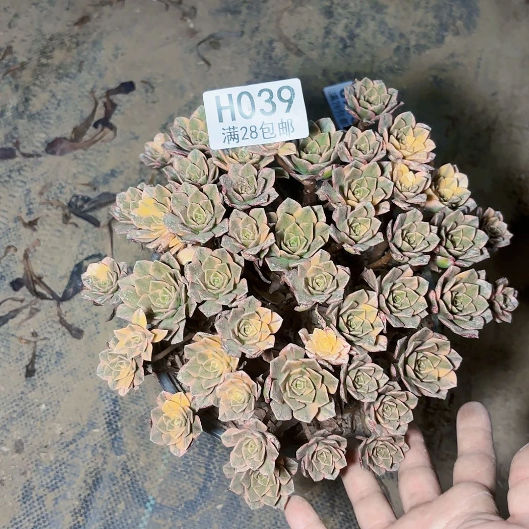 X. 零三九甜茶多肉