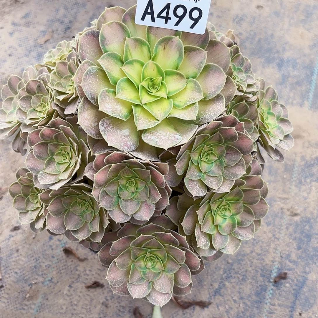 V.    499少华多肉