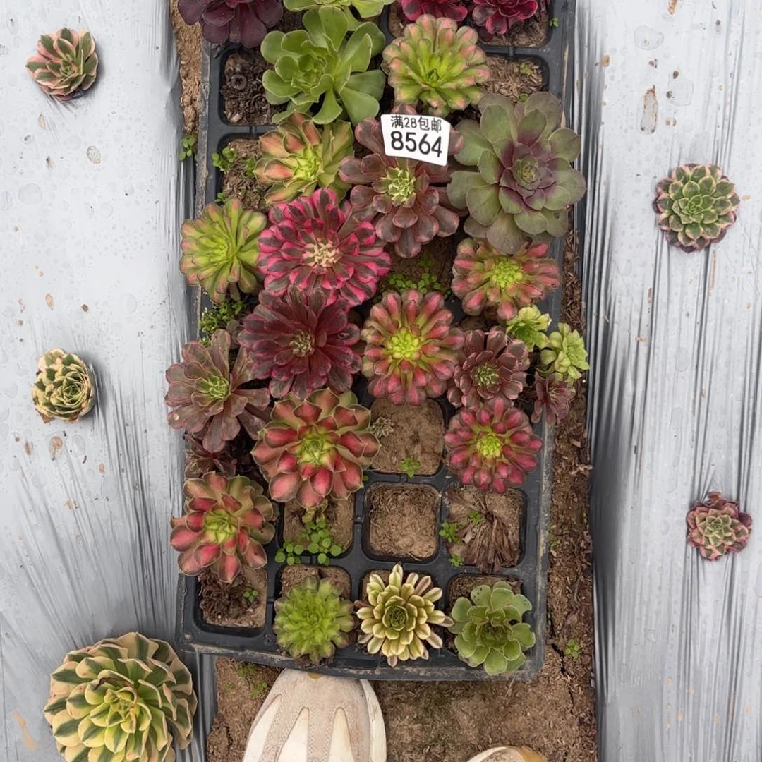 S. 8564小苗多肉